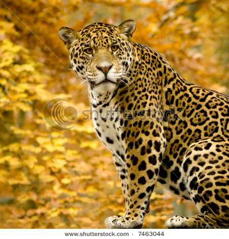 Jaguar on The Jaguar Vs The Leopard   Felid Fascination
